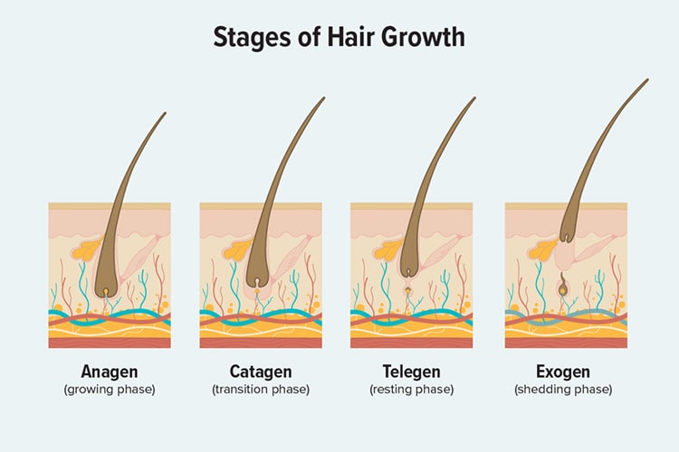 سیکل رشد مو چیست؟